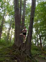 pic_tree